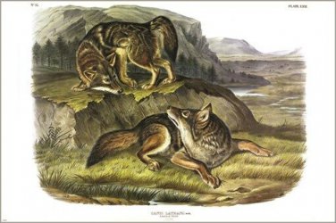 Prairie Wolf by John James Audubon Vintage Illustration Art Poster 20x30