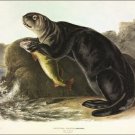 Sea Otter by John James Audubon Vintage Illustration Art Poster 20x30 Sea Otter by John James Audubon Vintage Illustration Art Poster 20x30