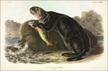 Sea Otter by John James Audubon Vintage Illustration Art Poster 20x30