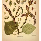 Poplar Vintage Botanical Floral Illustration Art Poster 20x30