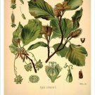 European Beech Vintage Botanical Floral Illustration Art Poster 20x30
