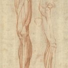 the MUSCLES of the LEFT LEG poster DRAWING BY MICHELANGELO scientific 20x30