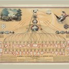 diagram of the US FEDERAL GOVERNMENT american union VINTAGE POSTER 20x30 hot