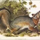 Grey Fox by John James Audubon Vintage Illustration Art Poster 20x30