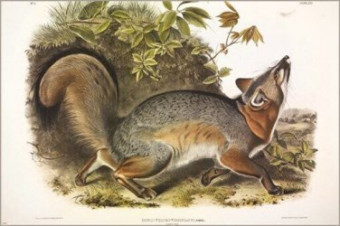 Grey Fox by John James Audubon Vintage Illustration Art Poster 20x30