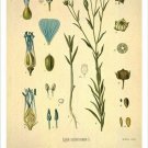 Linseed Vintage Botanical Floral Illustration Art Poster 20x30