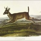 Long-tailed Deer by John James Audubon Vintage Illustration Art Poster 20x30