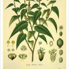 Cascarilla Vintage Botanical Floral Illustration Art Poster 20x30