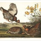 AUDUBON pinnated grous FINE ART BIRD POSTER unique collectors DETAILED 20x30