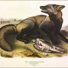 American Cross-Fox by John James Audubon Vintage Illustration Art Poster 20x30 American Cross-Fox by John James Audubon Vintage Illustration Art Poster 20x30