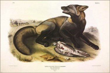American Cross-Fox by John James Audubon Vintage Illustration Art Poster 20x30