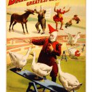 geese ROOSTERS & DONKEY circus poster 20x30 BARNUM & BAILEY 1900 clowns