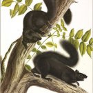 Black Squirrel by John James Audubon Vintage Illustration Art Poster 20x30