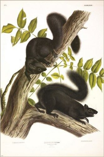 Black Squirrel by John James Audubon Vintage Illustration Art Poster 20x30
