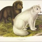 Artic Fox by John James Audubon Vintage Illustration Art Poster 20x30