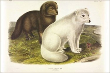Artic Fox by John James Audubon Vintage Illustration Art Poster 20x30