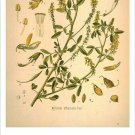 Sweet Clover Vintage Botanical Floral Illustration Art Poster 20x30