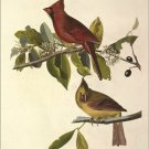 Cardinal Grosbeak by John James Audubon Vintage Illustration Art Poster 20x30
