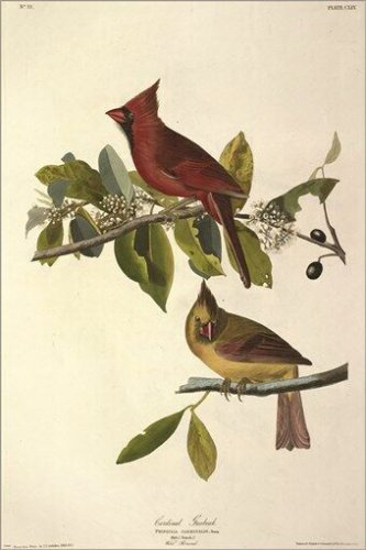 Cardinal Grosbeak by John James Audubon Vintage Illustration Art Poster 20x30