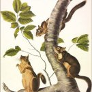 Douglass's Squirrel by John James Audubon Vintage Illustration Art Poster 20x30