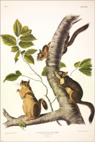 Douglass's Squirrel by John James Audubon Vintage Illustration Art Poster 20x30