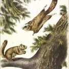 Severn-River Flying Squirrel by John James Audubon Vintage Illustration Art Post