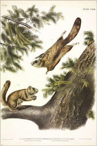 Severn-River Flying Squirrel by John James Audubon Vintage Illustration Art Post