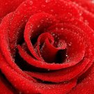 RED ROSE photo poster BEAUTIFUL DEW-KISSED botanical art COLLECTORS 20x30