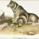 Esquimaux Dog by John James Audubon Vintage Illustration Art Poster 20x30