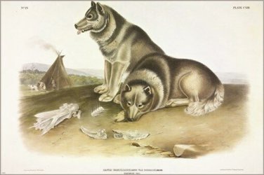 Esquimaux Dog by John James Audubon Vintage Illustration Art Poster 20x30