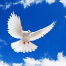 WHITE DOVE  IN FLIGHT poster WINGS TAIL FEATHERS FACE symbolic beauty 20x30
