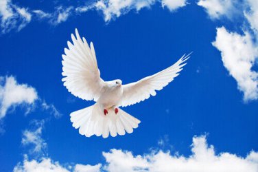 WHITE DOVE  IN FLIGHT poster WINGS TAIL FEATHERS FACE symbolic beauty 20x30