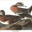 AMERICAN WIDGEON - audubon nature COLLECTORS DUCK rare poster 20x30 GEM