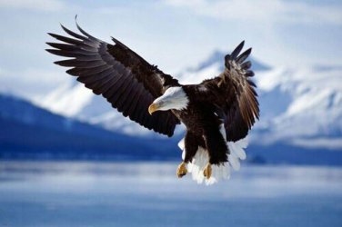 BALD EAGLE IN FLIGHT ALASKA nature poster MAGESTIC RARE HIGH QUALITY 20x30