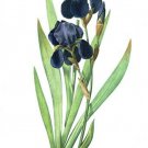 vintage botanical poster IRIS GERMANICA FLOWER vibrant PURPLE 20x30 unique