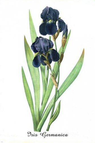 vintage botanical poster IRIS GERMANICA FLOWER vibrant PURPLE 20x30 unique
