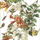Ruby Throated Humming by John James Audubon Vintage Illustration Art Poster 24x3