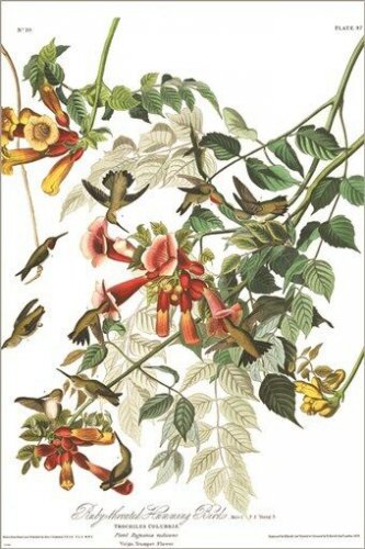 Ruby Throated Humming by John James Audubon Vintage Illustration Art Poster 24x3