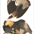 Caracara Cheriway by John James Audubon Vintage Illustration Art Poster 20x30