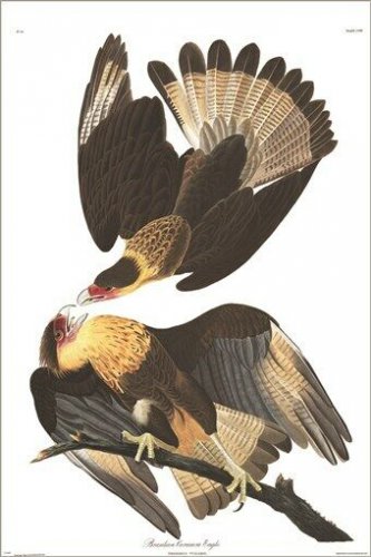 Caracara Cheriway by John James Audubon Vintage Illustration Art Poster 20x30