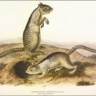 Richardson Douglass's Spermophile by John James Audubon Vintage Illustration Art