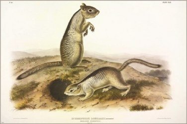 Richardson Douglass's Spermophile by John James Audubon Vintage Illustration Art