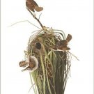 Marsh Wren by John James Audubon Vintage Illustration Art Poster 20x30