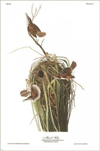 Marsh Wren by John James Audubon Vintage Illustration Art Poster 20x30