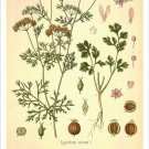 Coriander Vintage Botanical Floral Illustration Art Poster 20x30