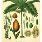 Betel Palm Vintage Botanical Floral Illustration Art Poster 20x30