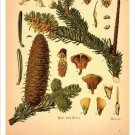 Silver Fir Vintage Botanical Floral Illustration Art Poster 20x30