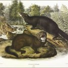Mink by John James Audubon Vintage Illustration Art Poster 20x30