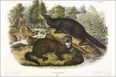 Mink by John James Audubon Vintage Illustration Art Poster 20x30