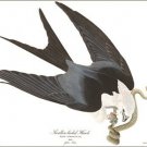 Swallow tailed hawk by John James Audubon Vintage Illustration Art Poster 20x30